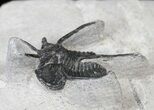 Large Devil Horned Cyphaspis Walteri Trilobite - #15554-1